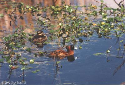 Masked Duck