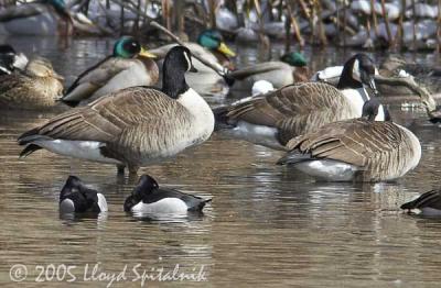 Ring-necked Ducks w/ friends
