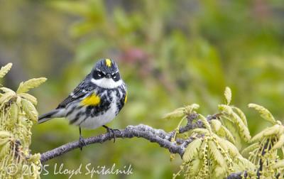 Yellow-rumped Warbler