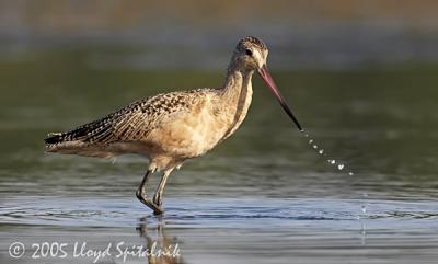 Marbled Godwit