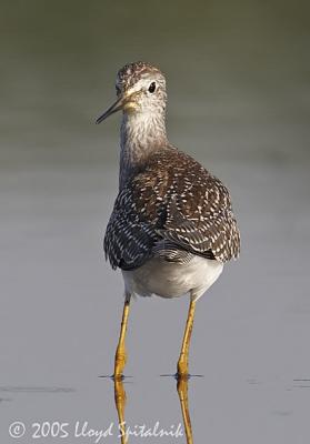 Lesser Yellowlegs