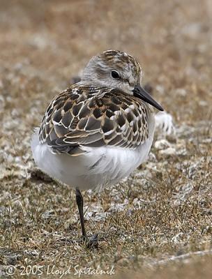 Semipalmated Sandpiper (juvenile)