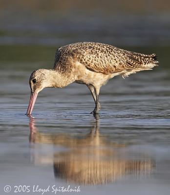 Marbled Godwit