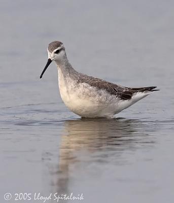 Wilson's Phalarope