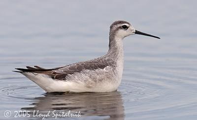 Wilson's Phalarope