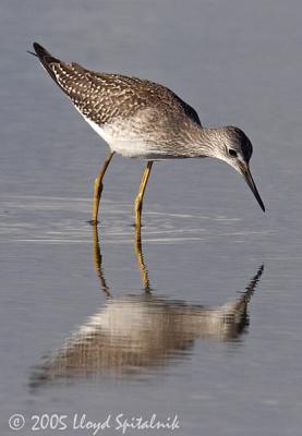 Lesser Yellowlegs
