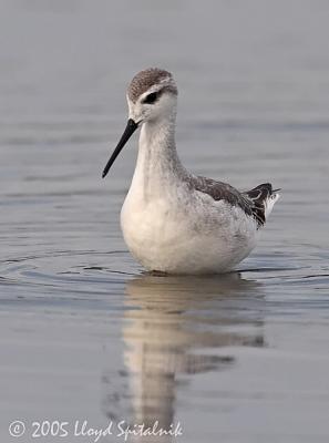 Wilson's Phalarope