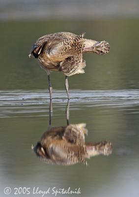 Marbled Godwit