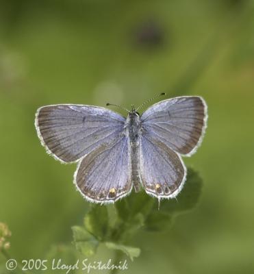 Eastern Tailed-Blue