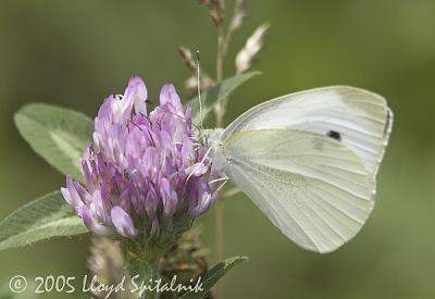 Cabbage White