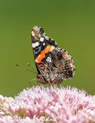 Red Admiral