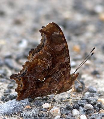 Eastern Comma