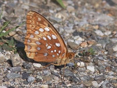 Great Spangled Fritillary