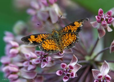 Pearl Crescent