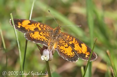 Pearl Crescent