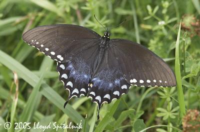 Spicebush Swallowtail