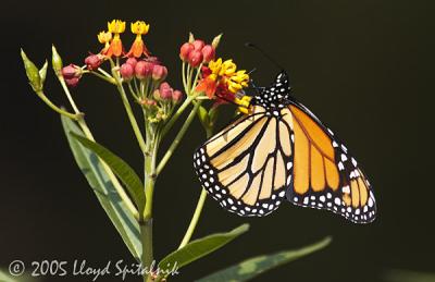 Monarch