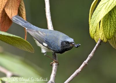 Black-throated Blue Warbler