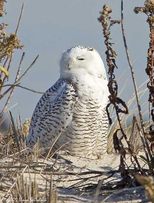 Snowy Owl