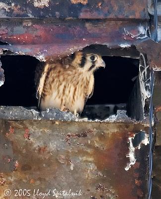 American Kestrel