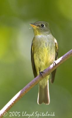 Yellow-bellied Flycatcher