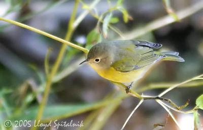 Nashville Warbler