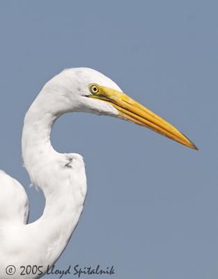 Great Egret