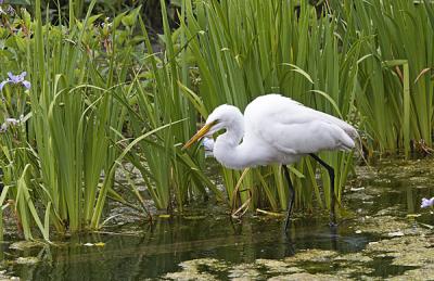 Great Egret