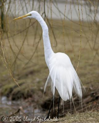 Great Egret