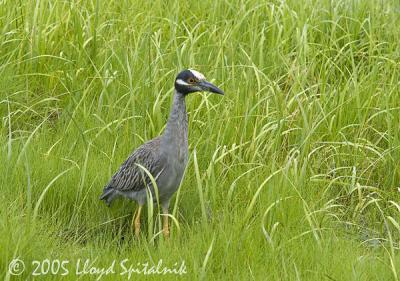 Yellow-crowned Night-Heron