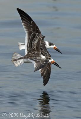 Gulls and Terns