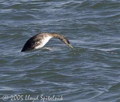 Red-necked Grebe