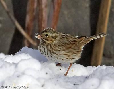 Savannah Sparrow