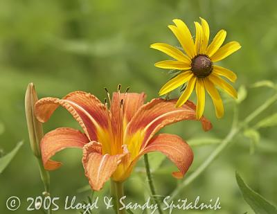 Orange Day Lily with Black-eyed Susan