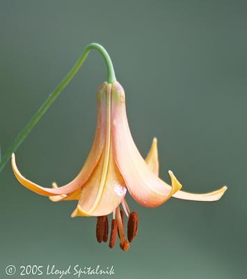 Canada Lily