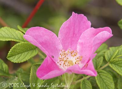 Rugosa Rose