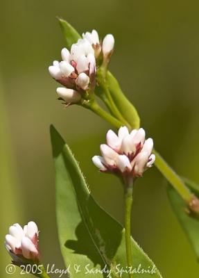 Arrow-leaved Tearthumb