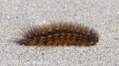 Salt Marsh Moth (caterpillar)