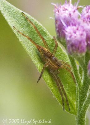 Dolomedes striatus - Fishing Spider