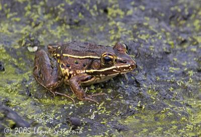 Southern Leopard Frog (brown form)