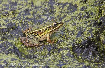 Southern Leopard Frog (green form)