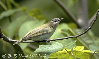 Red-eyed Vireo