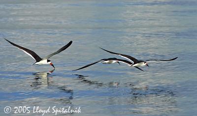 Black Skimmer