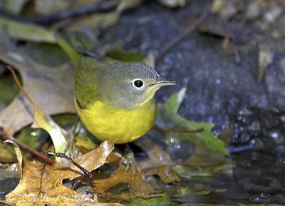 Nashville Warbler