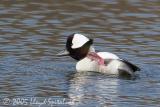 Bufflehead