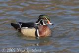 Wood Duck