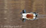 Northern Shoveler