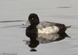 Lesser Scaup
