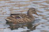 Mallard (female)
