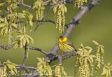 Cape May Warbler